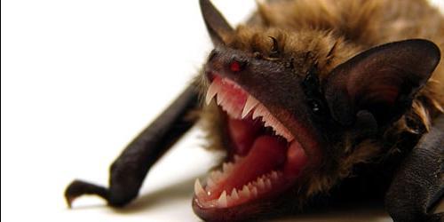 Uma mordidela de morcego num sonho
 1215