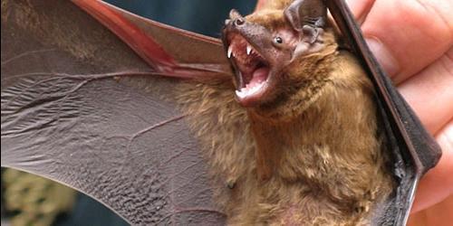 Uma mordidela de morcego num sonho
 7764