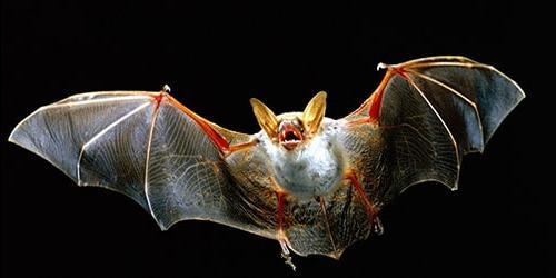Uma mordidela de morcego num sonho
 5453