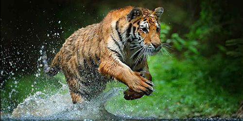 Fugir de um tigre num sonho
 8665