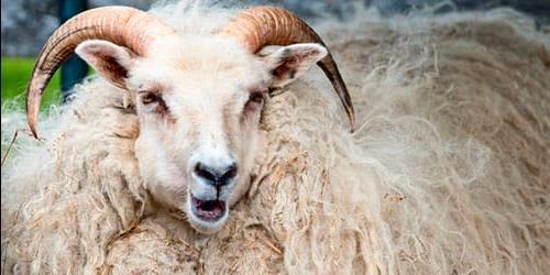 Porque é que sonho com uma ovelha?
 4046