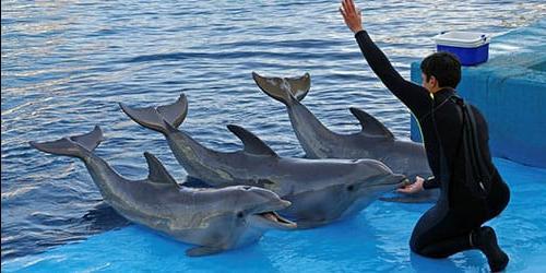 Sonhar com um golfinho numa piscina
 4591