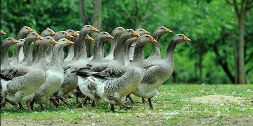 O que sonho com os gansos?
 8133