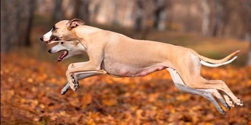 Com que é que um cão de corrida sonha?
 8202