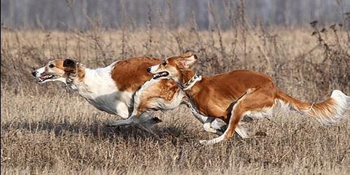 Com que é que um cão de corrida sonha?
 8938