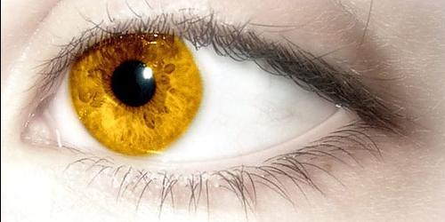 Sonho de olhos amarelos
 5812