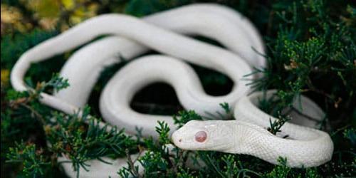 Sonha com uma serpente branca? Vejamos a interpretação dos sonhos para mulheres, raparigas e homens de acordo com diferentes sonâmbulos. 1155