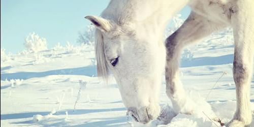 Com que é que um cavalo branco sonha?