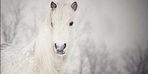 Com que é que um cavalo branco sonha?