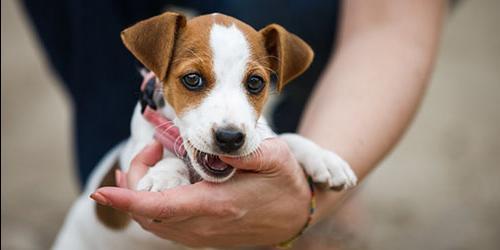 Cães a mordiscar durante o sono