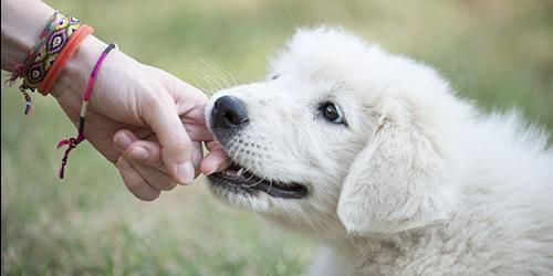 Cães a mordiscar durante o sono
 9132