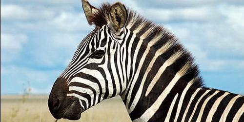 Porque é que sonho com uma zebra?
 6087