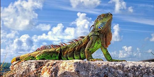 Com que é que uma iguana sonha?
 8256