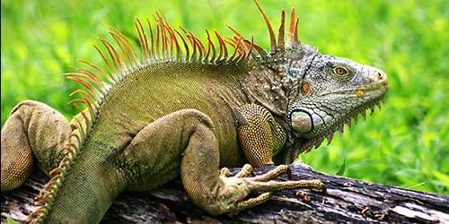 Com que é que uma iguana sonha?