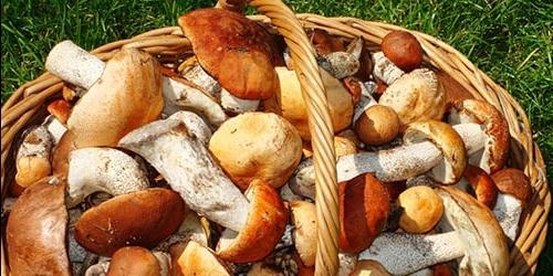 Porque é que sonho com ceps?