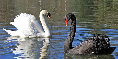 Porque é que sonha com cisnes brancos
 5485