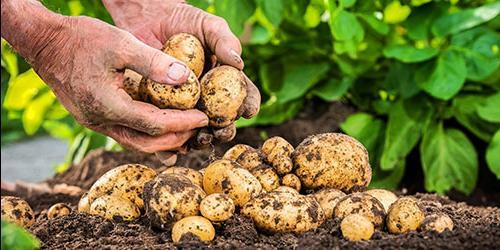 Porque é que sonho com um campo de batatas?
 3558