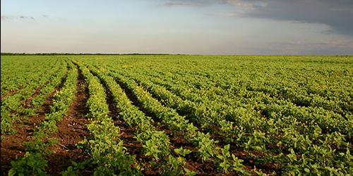 Porque é que sonho com um campo de batatas?
 881