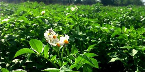 Porque é que sonho com um campo de batatas?
 9514