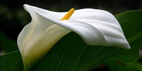 Sonho de lírios de calla branca