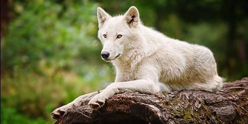 Sonha com um lobo branco ou uma loba? Vejamos a interpretação dos sonhos para mulheres, homens e raparigas de acordo com diferentes livros de sonhos.
 1208