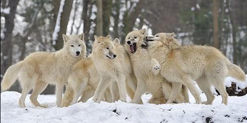 Sonhou com um lobo branco ou com uma loba? Vejamos a interpretação dos sonhos para mulheres, homens e raparigas de acordo com diferentes livros de sonhos.