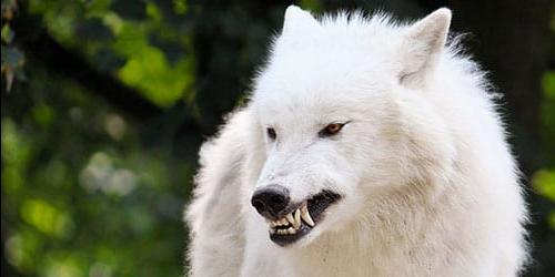 Sonhou com um lobo branco ou com uma loba? Vejamos a interpretação dos sonhos para mulheres, homens e raparigas de acordo com diferentes livros de sonhos. 4642