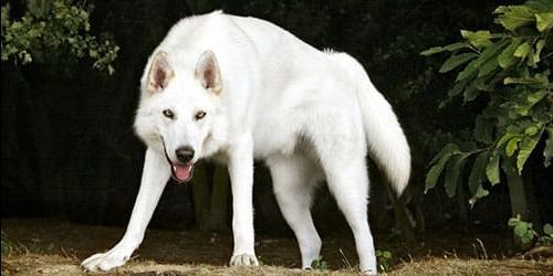 Sonhou com um lobo branco ou com uma loba? Vejamos a interpretação dos sonhos para mulheres, homens e raparigas de acordo com diferentes livros de sonhos. 496