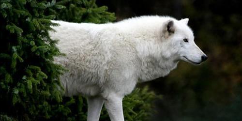 Sonhou com um lobo branco ou com uma loba? Vejamos a interpretação dos sonhos para mulheres, homens e raparigas de acordo com diferentes livros de sonhos. 7568