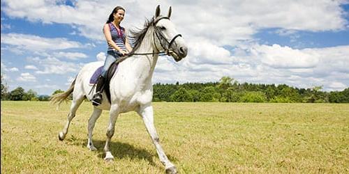 Com que é que um cavalo branco sonha?