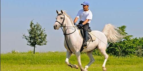 Com que é que um cavalo branco sonha?
 1525