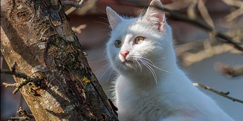 Viu um gato branco no seu sonho? Era fofo e grande e segurou-o nos seus braços e acariciou-o? Considerar outras interpretações para mulheres, homens e raparigas de diferentes sonâmbulos.
 5833