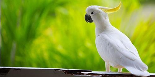 Porque é que sonha com um papagaio branco