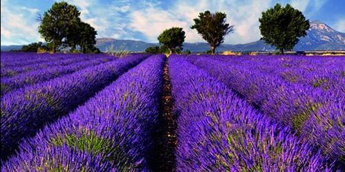 Porque é que sonho com lavanda?