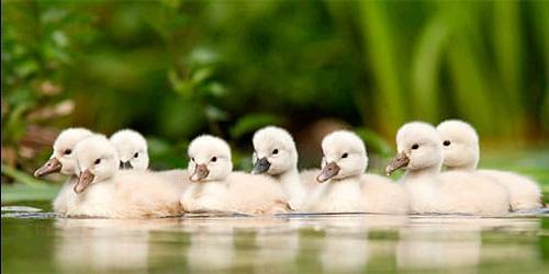 O que sonho com os cisnes?