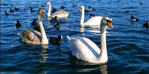 O que é que sonho com cisnes na água?