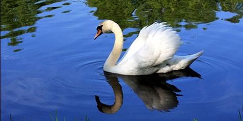 O que é que sonho com cisnes na água?
 5941