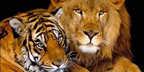 Sonho de um leão e de um tigre
 476