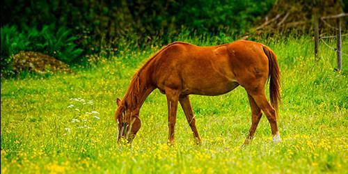 Sonha com um cavalo ou com um cavalo? Vejamos interpretações de diferentes livros de sonho para mulheres, raparigas e homens.
 4794