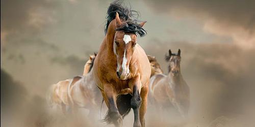 Sonha com um cavalo ou com um cavalo? Vejamos interpretações de diferentes livros de sonho para mulheres, raparigas e homens.
 1157