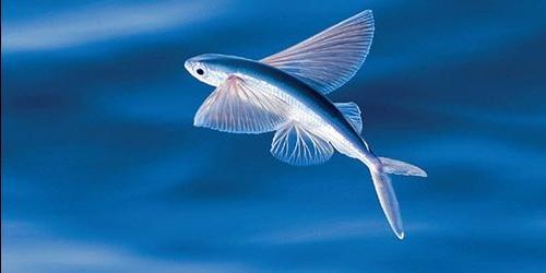 Sonho de peixe voador
 4032