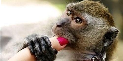 O que é que sonho com um macaco nos meus braços?