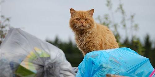 Porque é que eu sonho com um gato maltrapilho?
 2380