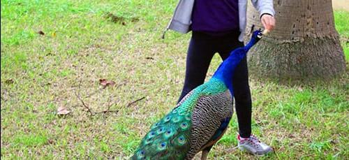 Com que é que um pavão sonha?