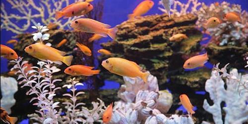 Porque é que sonho com um aquário com peixes?
 699