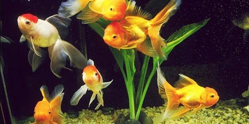 Porque é que sonho com um aquário com peixes?