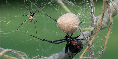 Sonha com aranhas no seu sonho? Significado de sonhos para mulheres, raparigas e homens de acordo com diferentes livros de sonhos.
 7381