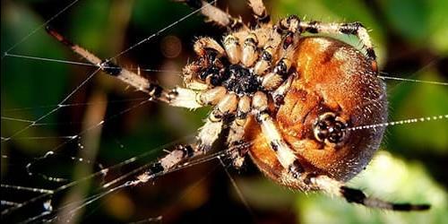 Teve um sonho com muitas aranhas numa teia de aranha? Como é que uma aranha grande a tece ou a desce? Interpretação de um sonho de acordo com diferentes livros de sonho.