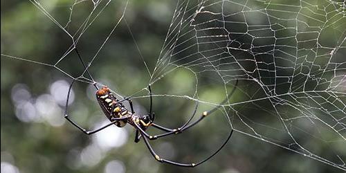 Ver a teia de uma aranha num sonho – interpretações de vários sonâmbulos.