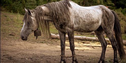 Com que é que um cavalo doente sonha?